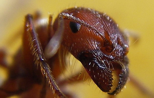 ants, house ants, garden ants, carpenter ants
