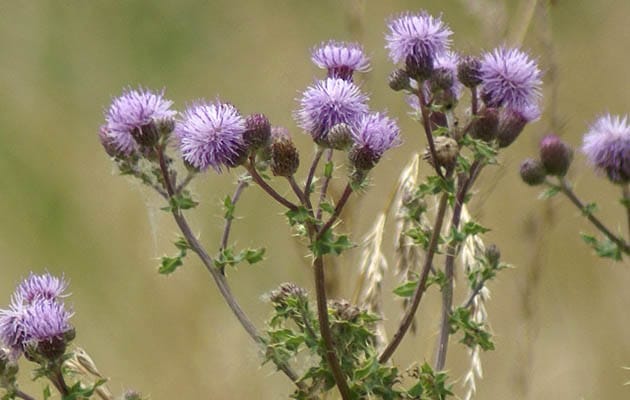 canadian thistle - asteraceae