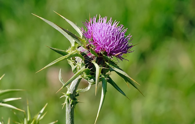 canadian thistle 3 1