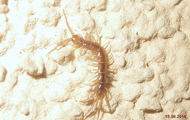 house centipedes - scutigera coleoptrata