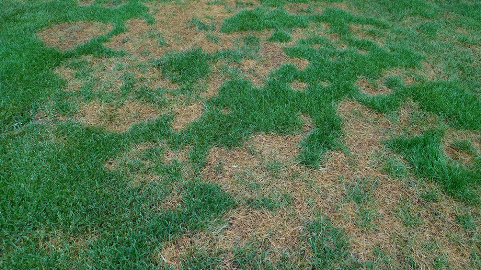 Leaf Spot - Lawn Diseases | Spring Touch Lawn & Pest Control