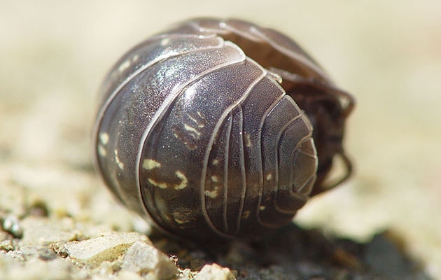pill bugs aka sow bugs and roly polies